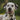 Plan Control Sano Canino