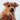 Plan Puppy (Cachorro)